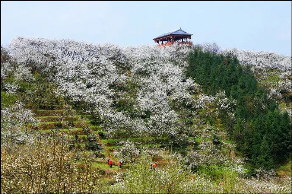【春天，广西桂林灌阳县向您发出邀请！】我们在灌阳看梨花 - 游山玩水 - 齐齐哈尔生活社区 - 齐齐哈尔28生活网 qqhr.28life.net
