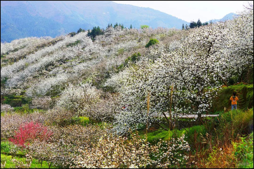 【春天，广西桂林灌阳县向您发出邀请！】我们在灌阳看梨花 - 游山玩水 - 齐齐哈尔生活社区 - 齐齐哈尔28生活网 qqhr.28life.net