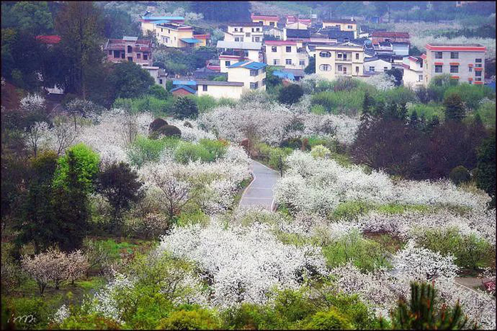 【春天，广西桂林灌阳县向您发出邀请！】我们在灌阳看梨花 - 游山玩水 - 齐齐哈尔生活社区 - 齐齐哈尔28生活网 qqhr.28life.net