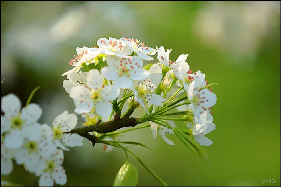 【春天，广西桂林灌阳县向您发出邀请！】我们在灌阳看梨花 - 游山玩水 - 齐齐哈尔生活社区 - 齐齐哈尔28生活网 qqhr.28life.net