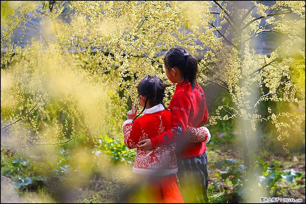 【春天,广西桂林灌阳县向您发出邀请!】米珠山前有片山苍子花在飘香 - 游山玩水 - 齐齐哈尔生活社区 - 齐齐哈尔28生活网 qqhr.28life.net