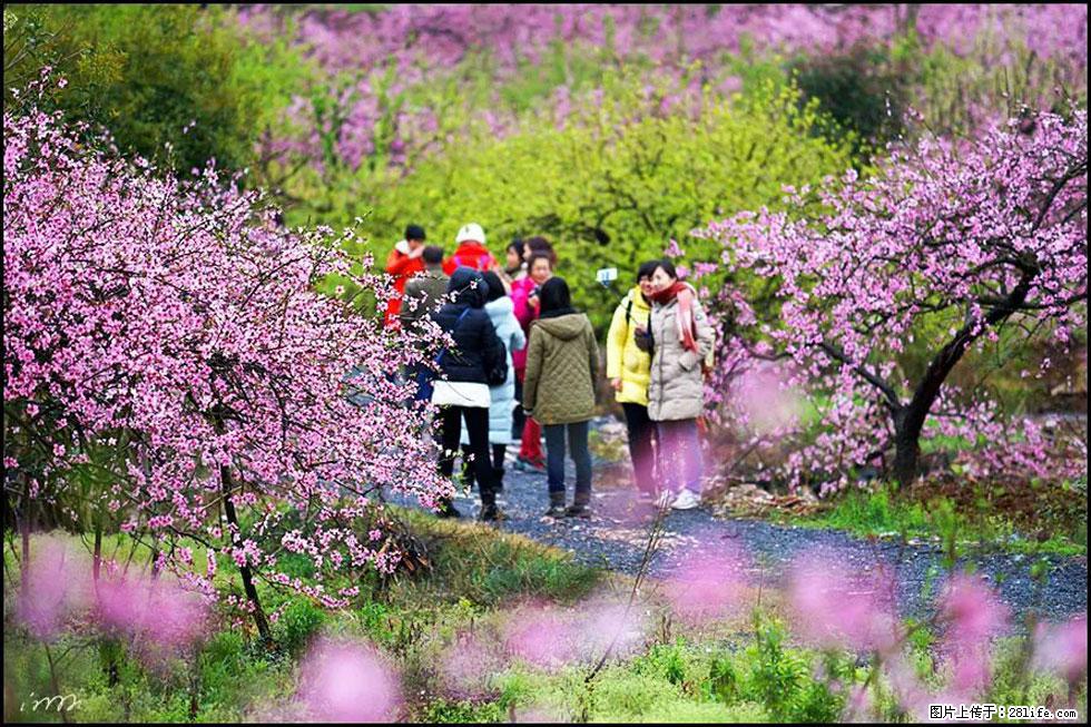 【春天，广西桂林灌阳县向您发出邀请！】官庄村有个醉美的桃花园 - 游山玩水 - 齐齐哈尔生活社区 - 齐齐哈尔28生活网 qqhr.28life.net