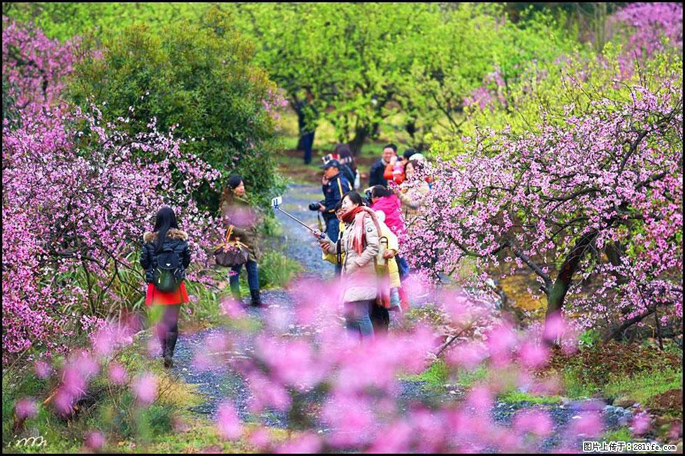 【春天，广西桂林灌阳县向您发出邀请！】官庄村有个醉美的桃花园 - 游山玩水 - 齐齐哈尔生活社区 - 齐齐哈尔28生活网 qqhr.28life.net