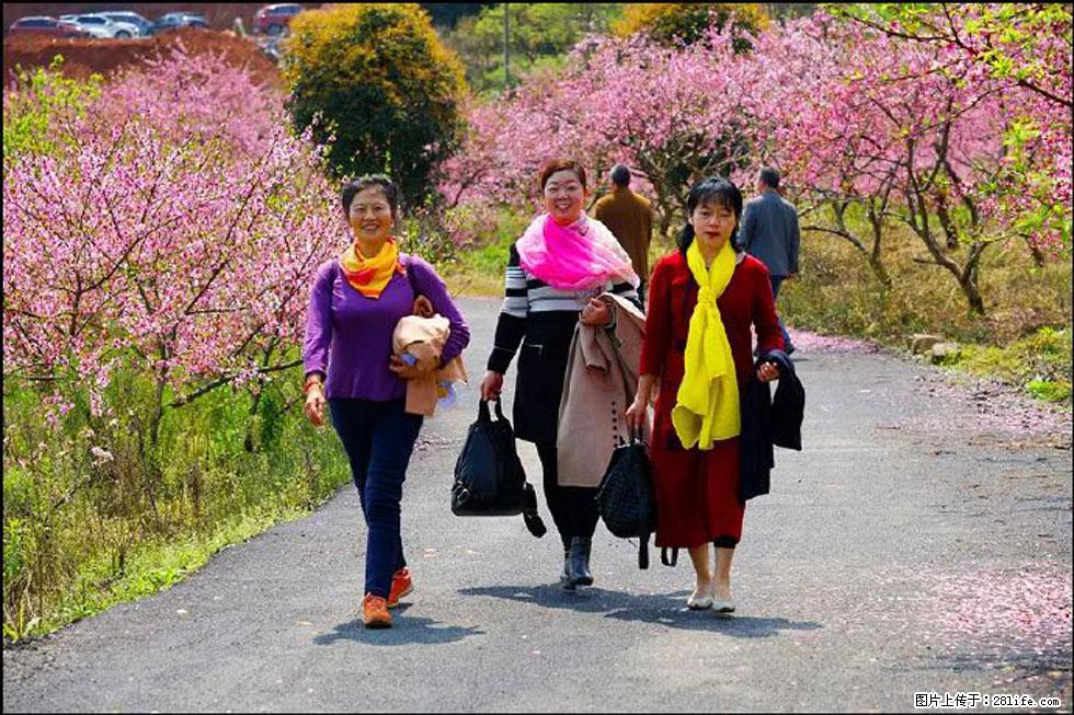 【春天，广西桂林灌阳县向您发出邀请！】官庄村有个醉美的桃花园 - 游山玩水 - 齐齐哈尔生活社区 - 齐齐哈尔28生活网 qqhr.28life.net