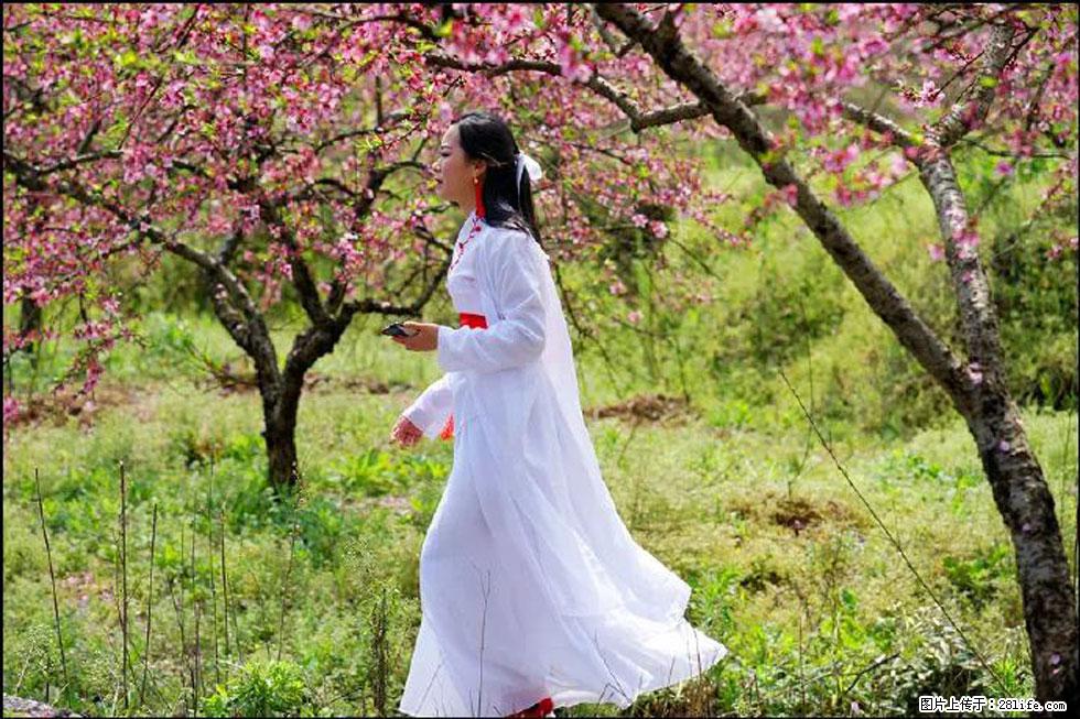 【春天，广西桂林灌阳县向您发出邀请！】官庄村有个醉美的桃花园 - 游山玩水 - 齐齐哈尔生活社区 - 齐齐哈尔28生活网 qqhr.28life.net