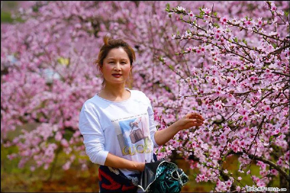 【春天，广西桂林灌阳县向您发出邀请！】官庄村有个醉美的桃花园 - 游山玩水 - 齐齐哈尔生活社区 - 齐齐哈尔28生活网 qqhr.28life.net