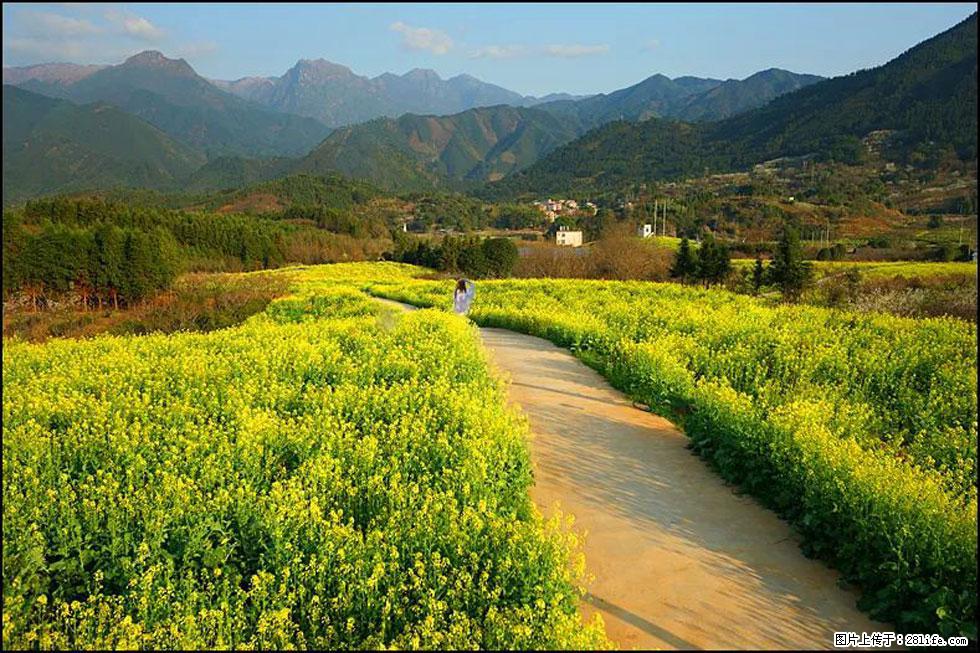 【春天，广西桂林灌阳县向您发出邀请！】长坪村油菜盛情花开 - 游山玩水 - 齐齐哈尔生活社区 - 齐齐哈尔28生活网 qqhr.28life.net