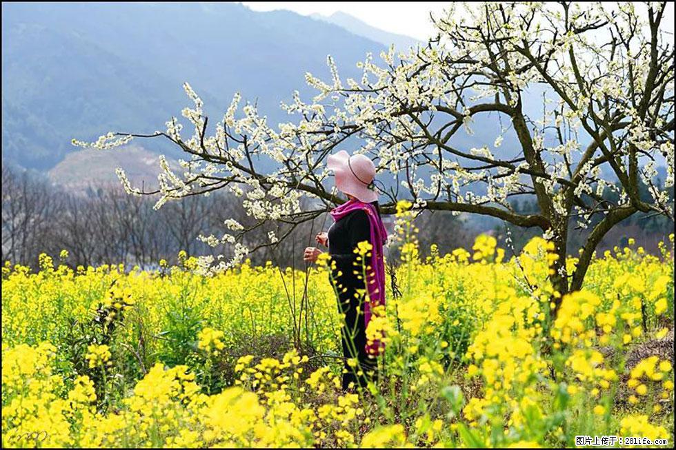 【春天，广西桂林灌阳县向您发出邀请！】长坪村油菜盛情花开 - 游山玩水 - 齐齐哈尔生活社区 - 齐齐哈尔28生活网 qqhr.28life.net
