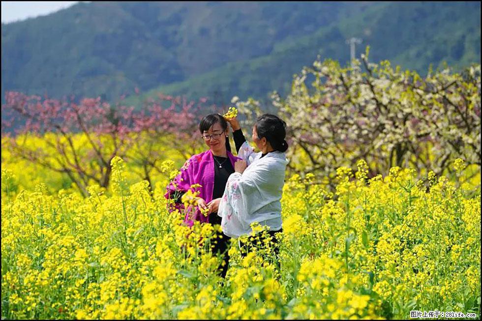 【春天，广西桂林灌阳县向您发出邀请！】长坪村油菜盛情花开 - 游山玩水 - 齐齐哈尔生活社区 - 齐齐哈尔28生活网 qqhr.28life.net