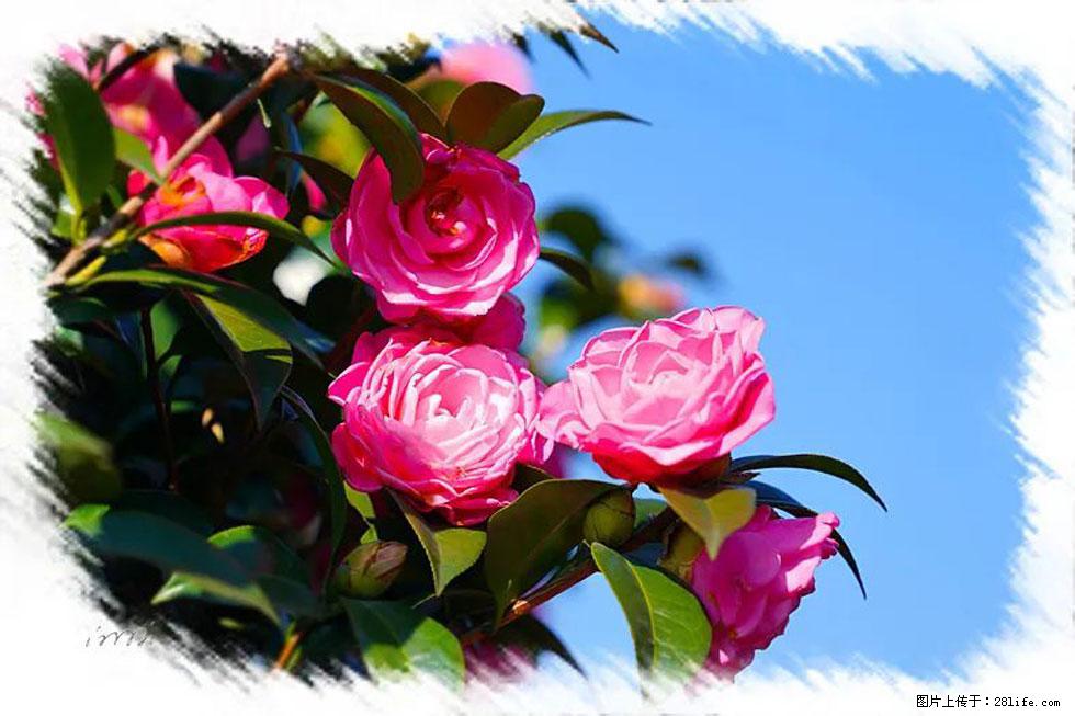 【春天，广西桂林灌阳县向您发出邀请！】杨柳井茶花惹人爱 - 游山玩水 - 齐齐哈尔生活社区 - 齐齐哈尔28生活网 qqhr.28life.net