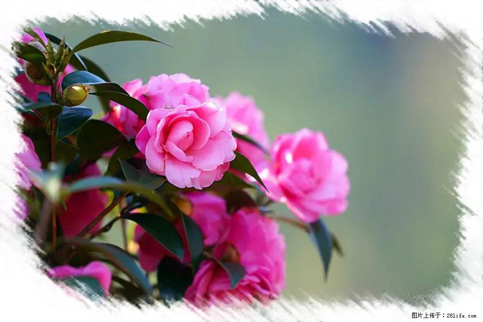 【春天，广西桂林灌阳县向您发出邀请！】杨柳井茶花惹人爱 - 游山玩水 - 齐齐哈尔生活社区 - 齐齐哈尔28生活网 qqhr.28life.net