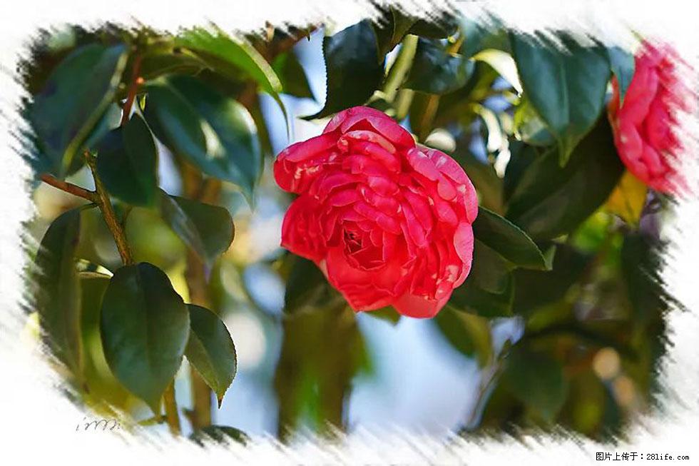 【春天，广西桂林灌阳县向您发出邀请！】杨柳井茶花惹人爱 - 游山玩水 - 齐齐哈尔生活社区 - 齐齐哈尔28生活网 qqhr.28life.net