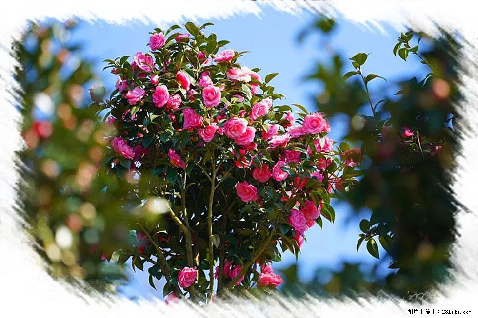 【春天，广西桂林灌阳县向您发出邀请！】杨柳井茶花惹人爱 - 游山玩水 - 齐齐哈尔生活社区 - 齐齐哈尔28生活网 qqhr.28life.net