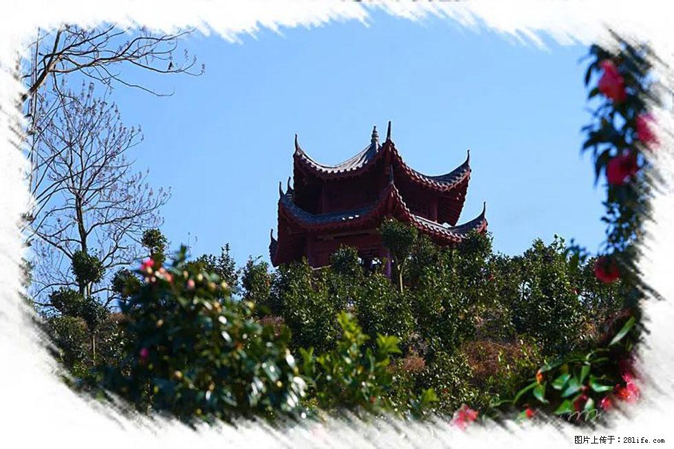 【春天，广西桂林灌阳县向您发出邀请！】杨柳井茶花惹人爱 - 游山玩水 - 齐齐哈尔生活社区 - 齐齐哈尔28生活网 qqhr.28life.net