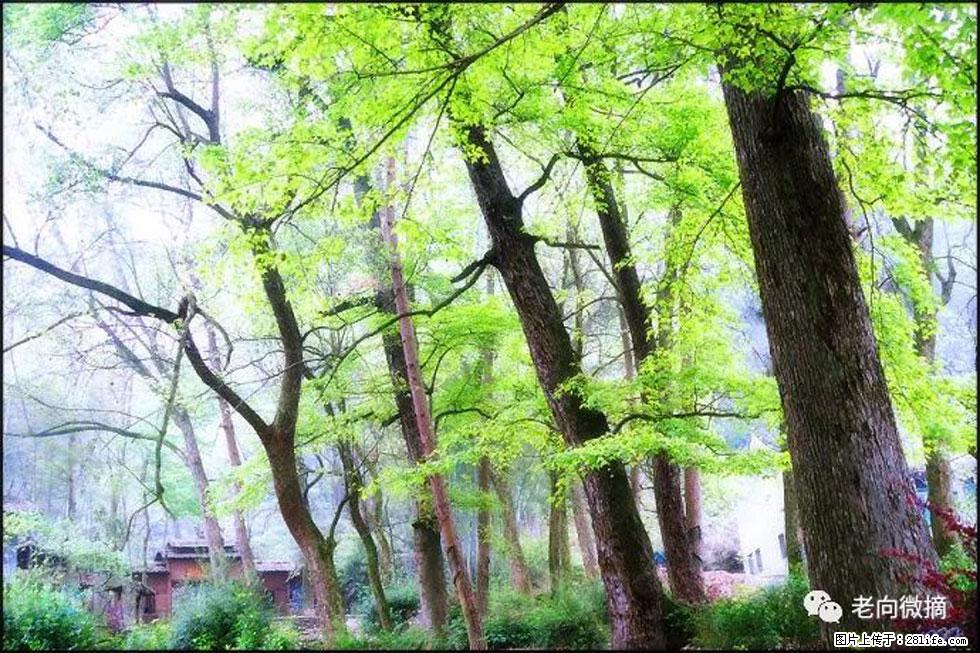 【春天，广西桂林灌阳县向您发出邀请！】在小龙村与春天约会 - 游山玩水 - 齐齐哈尔生活社区 - 齐齐哈尔28生活网 qqhr.28life.net
