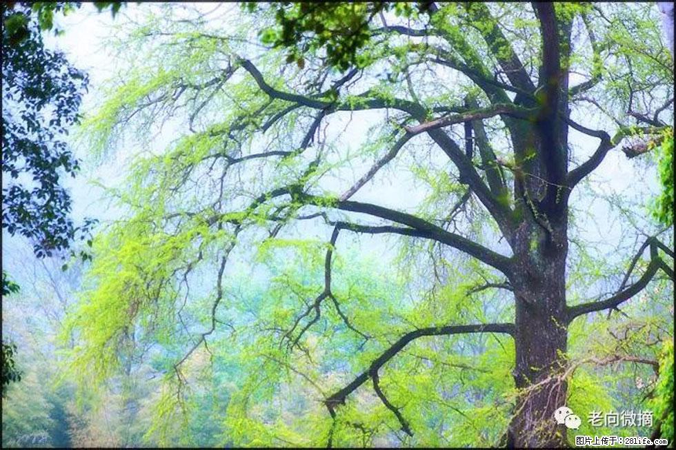 【春天，广西桂林灌阳县向您发出邀请！】在小龙村与春天约会 - 游山玩水 - 齐齐哈尔生活社区 - 齐齐哈尔28生活网 qqhr.28life.net