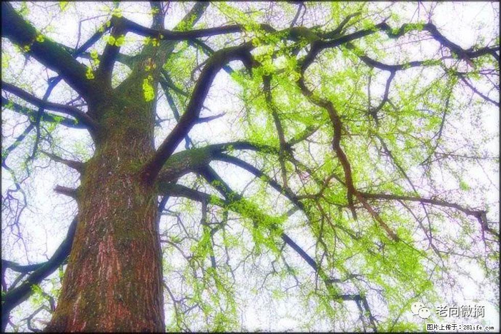 【春天，广西桂林灌阳县向您发出邀请！】在小龙村与春天约会 - 游山玩水 - 齐齐哈尔生活社区 - 齐齐哈尔28生活网 qqhr.28life.net