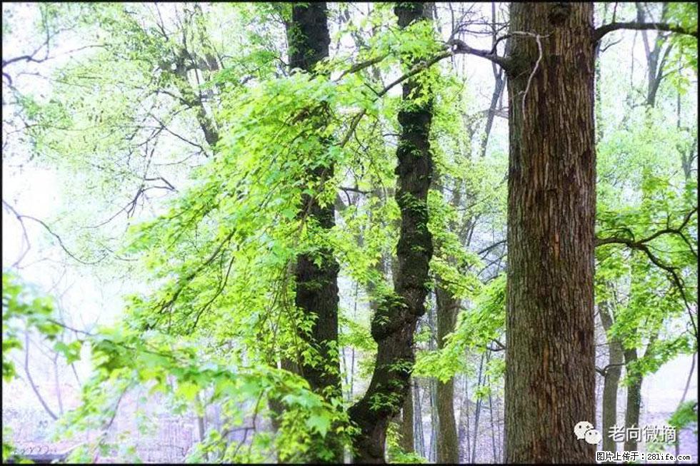 【春天，广西桂林灌阳县向您发出邀请！】在小龙村与春天约会 - 游山玩水 - 齐齐哈尔生活社区 - 齐齐哈尔28生活网 qqhr.28life.net