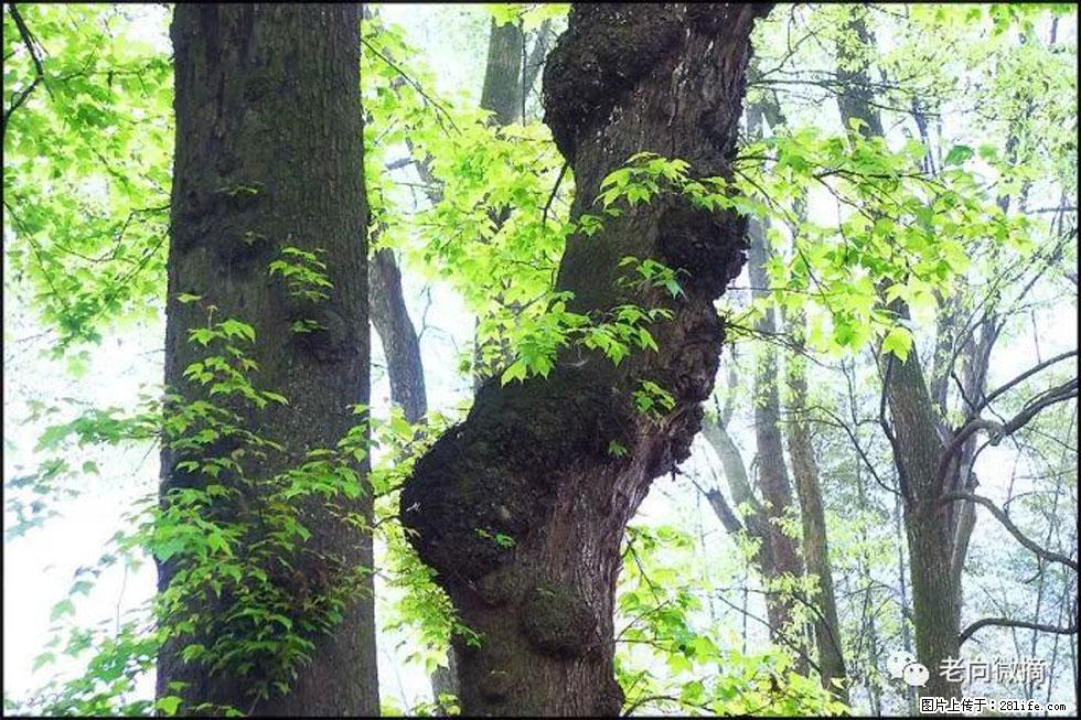 【春天，广西桂林灌阳县向您发出邀请！】在小龙村与春天约会 - 游山玩水 - 齐齐哈尔生活社区 - 齐齐哈尔28生活网 qqhr.28life.net