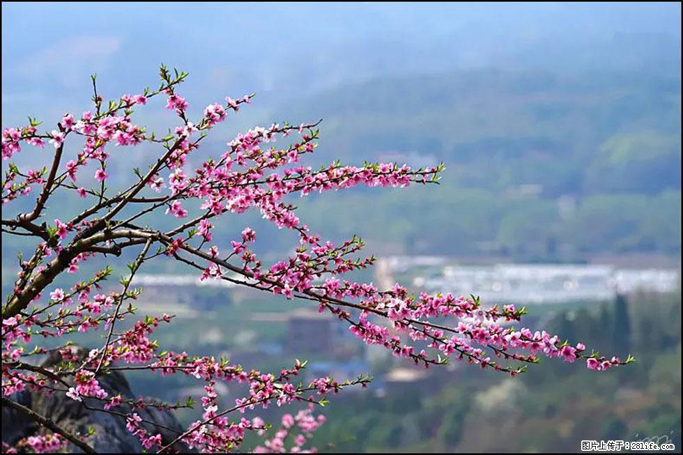 【春天，广西桂林灌阳县向您发出邀请！】望月岭上桃花开 - 游山玩水 - 齐齐哈尔生活社区 - 齐齐哈尔28生活网 qqhr.28life.net