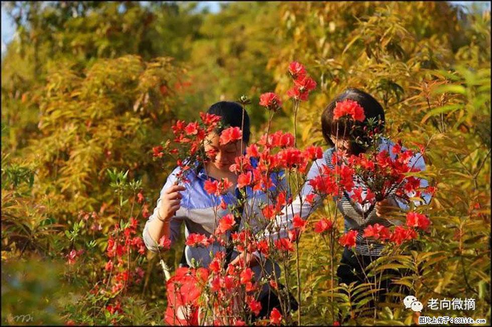 【春天，广西桂林灌阳县向您发出邀请！】登麒麟山，相约映山红 - 游山玩水 - 齐齐哈尔生活社区 - 齐齐哈尔28生活网 qqhr.28life.net