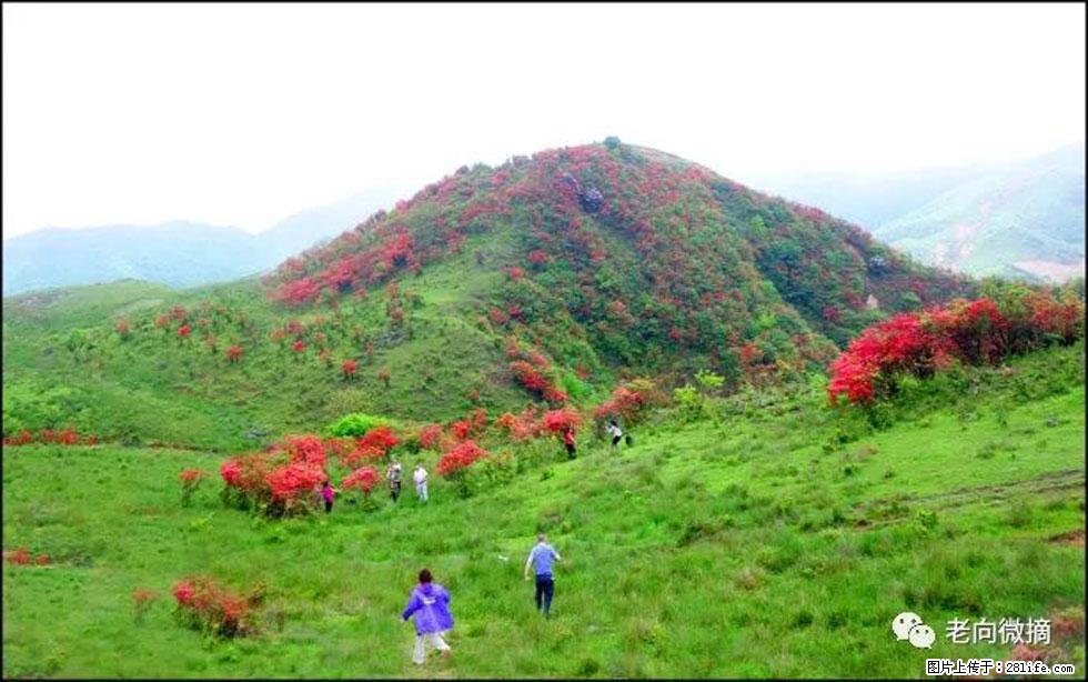 【春天，广西桂林灌阳县向您发出邀请！】宝盖山上映山红 - 游山玩水 - 齐齐哈尔生活社区 - 齐齐哈尔28生活网 qqhr.28life.net