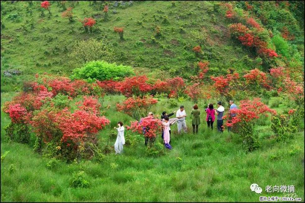 【春天，广西桂林灌阳县向您发出邀请！】宝盖山上映山红 - 游山玩水 - 齐齐哈尔生活社区 - 齐齐哈尔28生活网 qqhr.28life.net