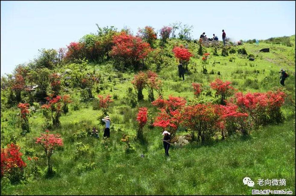 【春天，广西桂林灌阳县向您发出邀请！】宝盖山上映山红 - 游山玩水 - 齐齐哈尔生活社区 - 齐齐哈尔28生活网 qqhr.28life.net