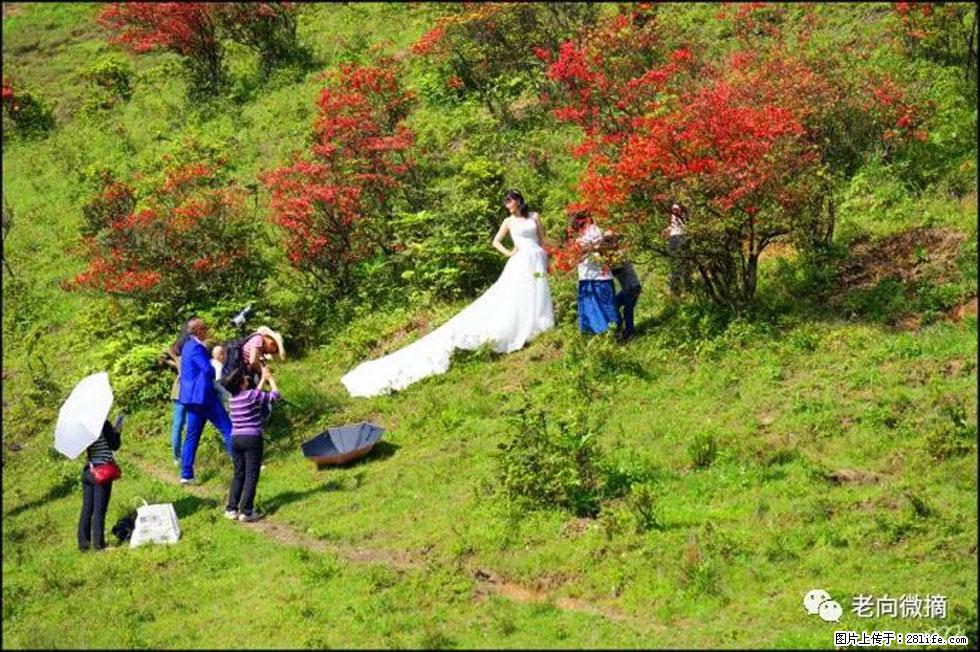 【春天，广西桂林灌阳县向您发出邀请！】宝盖山上映山红 - 游山玩水 - 齐齐哈尔生活社区 - 齐齐哈尔28生活网 qqhr.28life.net