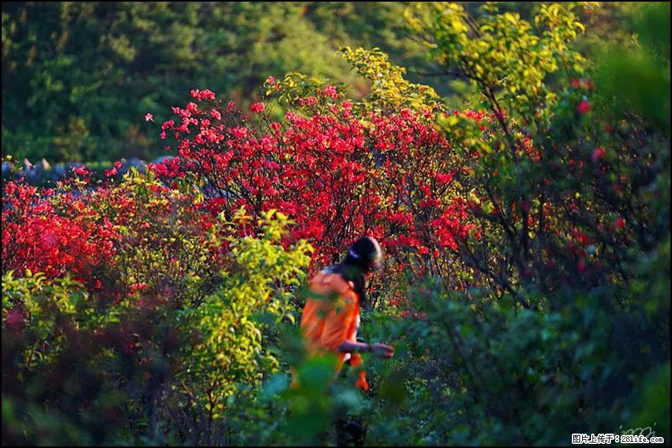 【春天，广西桂林灌阳县向您发出邀请！】春木界上映山红 - 游山玩水 - 齐齐哈尔生活社区 - 齐齐哈尔28生活网 qqhr.28life.net
