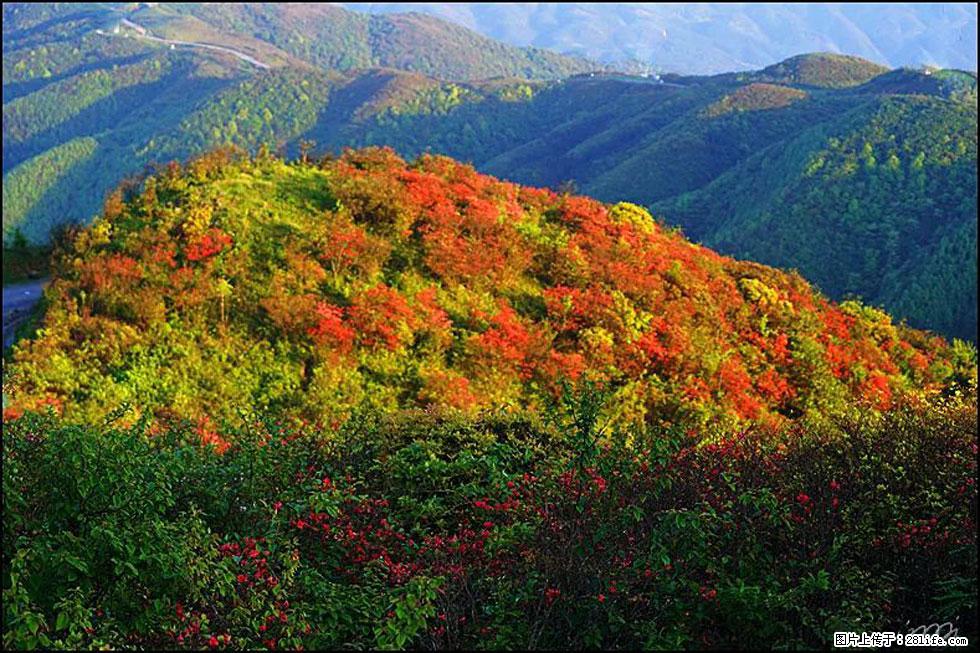 【春天，广西桂林灌阳县向您发出邀请！】春木界上映山红 - 游山玩水 - 齐齐哈尔生活社区 - 齐齐哈尔28生活网 qqhr.28life.net