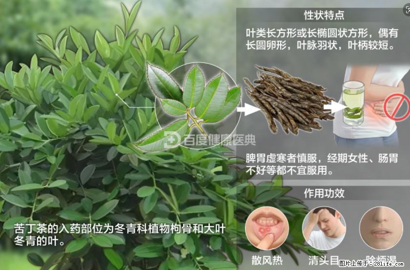 苦丁茶有哪些功效和作用 - 生活百科 - 齐齐哈尔生活社区 - 齐齐哈尔28生活网 qqhr.28life.net