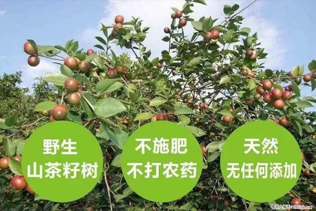 【灌阳县油茶产业示范区】一个有着充实的精神生活的人,对待身外之物自会有一种淡泊的态度 - 美食天地 - 齐齐哈尔生活社区 - 齐齐哈尔28生活网 qqhr.28life.net