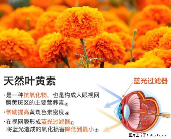 叶黄素有什么功效和作用 - 生活百科 - 齐齐哈尔生活社区 - 齐齐哈尔28生活网 qqhr.28life.net