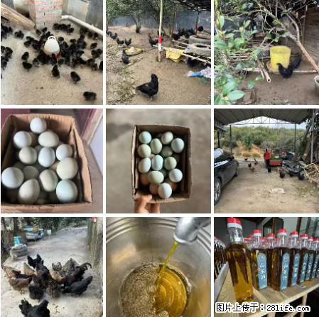 油茶园从小鸡仔开始养起的纯土鸡、土鸡蛋可以预定啦！还有前几天刚榨的纯山茶油哦 - 土特产 - 饮食特产 - 齐齐哈尔分类信息 - 齐齐哈尔28生活网 qqhr.28life.net