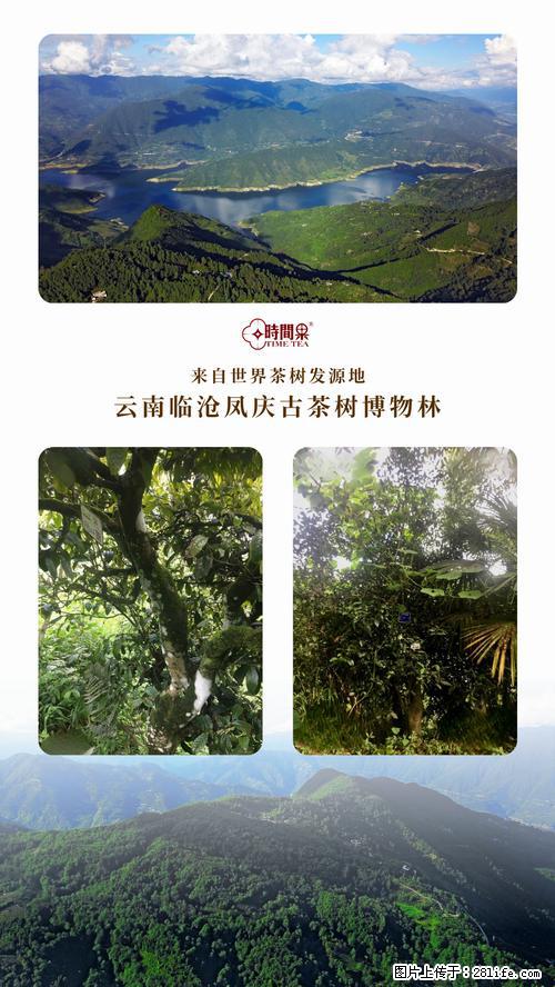 时间果百年古树2025年春红茶 - 购物交流 - 齐齐哈尔生活社区 - 齐齐哈尔28生活网 qqhr.28life.net