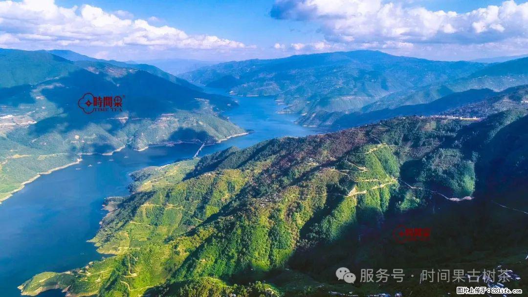 时间果百年古树龙珠普洱生茶 - 购物交流 - 齐齐哈尔生活社区 - 齐齐哈尔28生活网 qqhr.28life.net