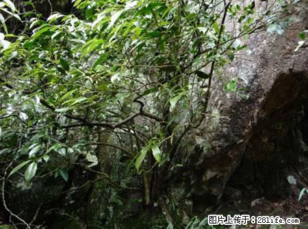 平乐石崖茶，珍贵仅次于金花茶 - 齐齐哈尔生活资讯 - 齐齐哈尔28生活网 qqhr.28life.net