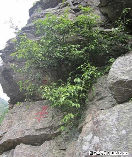 平乐石崖茶，珍贵仅次于金花茶 - 齐齐哈尔生活资讯 - 齐齐哈尔28生活网 qqhr.28life.net