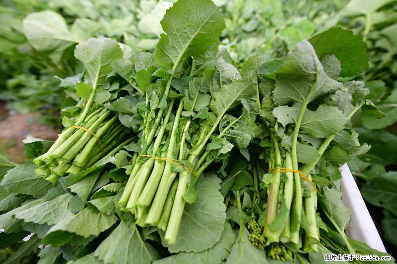 这些蔬菜是“天然钙片”，这6种被医生重点推荐 - 齐齐哈尔生活资讯 - 齐齐哈尔28生活网 qqhr.28life.net